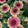 Bicolor Echinacea Plant Live - Purple Yellow Coneflower Perennial, 2-4'' Tall