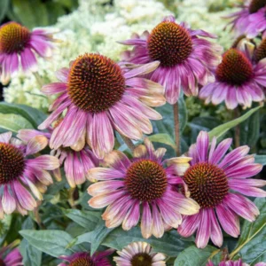 Bicolor Echinacea Plant Live - Purple Yellow Coneflower Perennial, 2-4'' Tall