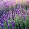 Phenomenal Lavender Plant - 2-4 inch Fragrant Flower Plant