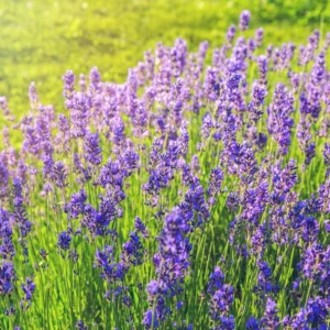 Phenomenal Lavender Plant - 2-4 inch Fragrant Flower Plant