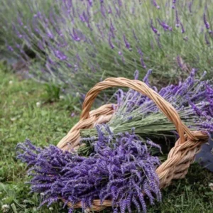 Phenomenal Lavender Plant - 2-4 inch Fragrant Flower Plant