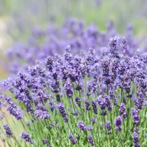 Phenomenal Lavender Plant - 2-4 inch Fragrant Flower Plant