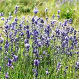 Phenomenal Lavender Plant - 2-4 inch Fragrant Flower Plant