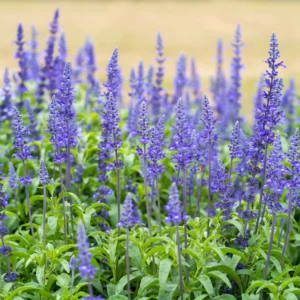 Phenomenal Lavender Plant 4'' Pot Purple Outdoor Perennial Flower