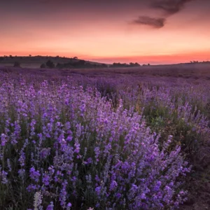 Phenomenal Lavender Plant 4'' Pot Purple Outdoor Perennial Flower