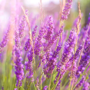 Phenomenal Lavender Plant 4'' Pot Purple Outdoor Perennial Flower