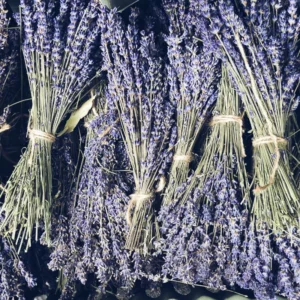 Phenomenal Lavender Plant 4'' Pot Purple Outdoor Perennial Flower