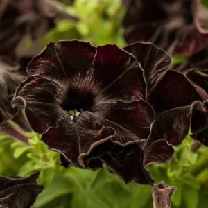 Black Petunia Plant - Live Flower Plant - 2-4'' Tall - Garden Ready