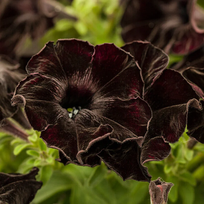 Black Petunia Plant - Live Flower Plant - 2-4'' Tall - Garden Ready