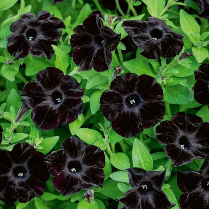 Black Petunia Plant - Live Flower Plant - 2-4'' Tall - Garden Ready