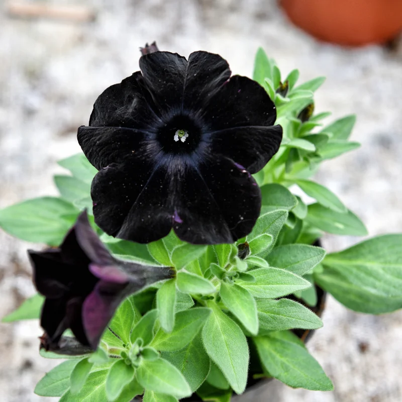 Black Petunia Plant - Live Flower Plant - 2-4'' Tall - Garden Ready