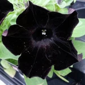 Black Petunia Plant - Live Flower Plant - 2-4'' Tall - Garden Ready