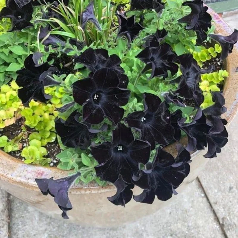 Black Petunia Plant - Live Flower Plant - 2-4'' Tall - Garden Ready