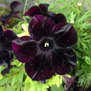 Black Petunia Live Plants - 2 Pack - Outdoor Perennial Flowers - 2-4'' Tall Plugs