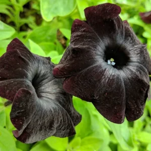 Black Petunia Live Plants - 2 Pack - Outdoor Perennial Flowers - 2-4'' Tall Plugs