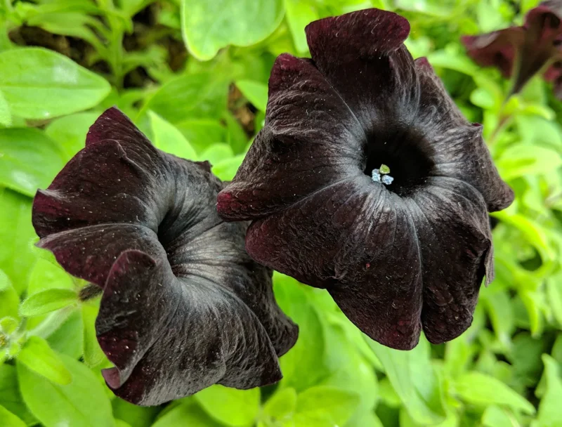 Black Petunia Live Plants - 2 Pack - Outdoor Perennial Flowers - 2-4'' Tall Plugs