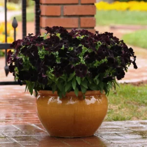 Black Petunia Live Plants - 2 Pack - Outdoor Perennial Flowers - 2-4'' Tall Plugs