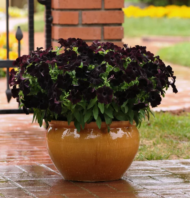 Black Petunia Live Plants - 2 Pack - Outdoor Perennial Flowers - 2-4'' Tall Plugs