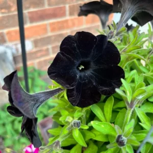 Black Petunia Live Plants - 2 Pack - Outdoor Perennial Flowers - 2-4'' Tall Plugs