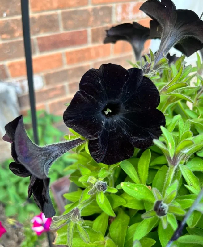 Black Petunia Live Plants - 2 Pack - Outdoor Perennial Flowers - 2-4'' Tall Plugs