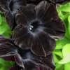 Black Petunia Live Plants - 2 Pack - Outdoor Perennial Flowers - 2-4'' Tall Plugs