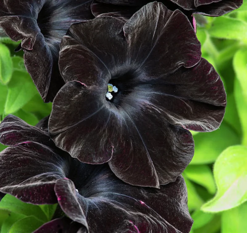 Black Petunia Live Plants - 2 Pack - Outdoor Perennial Flowers - 2-4'' Tall Plugs