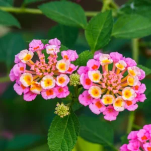 Pink Lantana Plants Live - 2 Pack Perennial Flowers - Outdoor Planting - 2-4 Inches