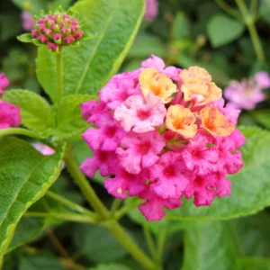 Pink Lantana Plants Live - 2 Pack Perennial Flowers - Outdoor Planting - 2-4 Inches