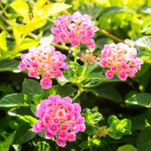 Pink Lantana Plants Live - 2 Pack Perennial Flowers - Outdoor Planting - 2-4 Inches