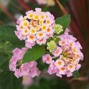 Pink Lantana Plants Live - 2 Pack Perennial Flowers - Outdoor Planting - 2-4 Inches