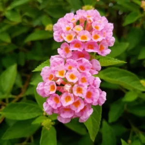 Pink Lantana Plants - Set of 2 Live Bright Pink Flowers Plugs 2-4 Inches Outdoor Garden