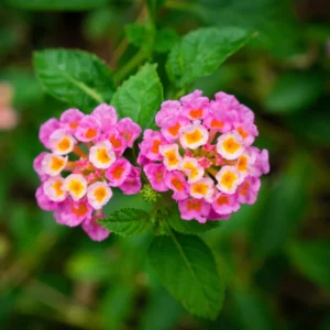 Pink Lantana Plants - Set of 2 Live Bright Pink Flowers Plugs 2-4 Inches Outdoor Garden