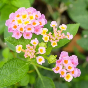 Pink Lantana Plants - Set of 2 Live Bright Pink Flowers Plugs 2-4 Inches Outdoor Garden