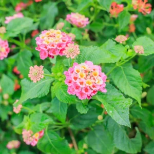 Pink Lantana Plants - Set of 2 Live Bright Pink Flowers Plugs 2-4 Inches Outdoor Garden