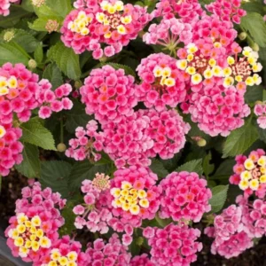Pink Lantana Plants - Set of 2 Live Bright Pink Flowers Plugs 2-4 Inches Outdoor Garden
