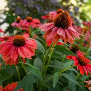 Red Echinacea Coneflower Plants - 2 Live Perennial Flower Plugs - Outdoor Growing