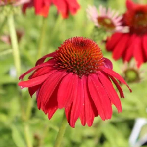 Red Echinacea Coneflower Plants - 2 Live Perennial Flower Plugs - Outdoor Growing