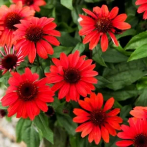 Red Echinacea Coneflower Plants - 2 Live Perennial Flower Plugs - Outdoor Growing