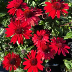 Red Echinacea Coneflower Plants - 2 Live Perennial Flower Plugs - Outdoor Growing
