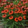 Red Echinacea Coneflower Plants - 2 Live Perennial Flower Plugs - Outdoor Growing