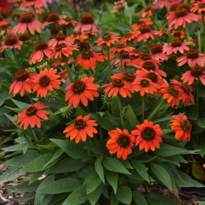 Red Echinacea Coneflower Plants - 2 Live Perennial Flower Plugs - Outdoor Growing
