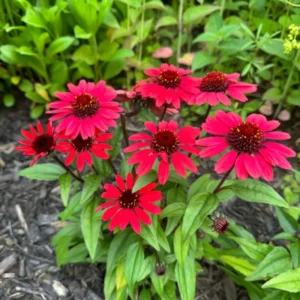Red Coneflower Live Plants - Echinacea Perennial Flowers 2-4'' Tall