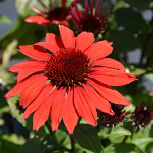 Red Coneflower Live Plants - Echinacea Perennial Flowers 2-4'' Tall