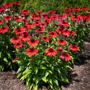 Red Coneflower Live Plants - Echinacea Perennial Flowers 2-4'' Tall