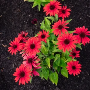 Red Coneflower Live Plants - Echinacea Perennial Flowers 2-4'' Tall