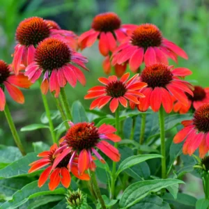 Red Coneflower Live Plants - Echinacea Perennial Flowers 2-4'' Tall