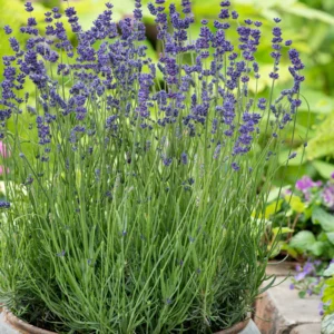 Munstead Lavender Plant 2-4'' Tall Potted Herb Garden