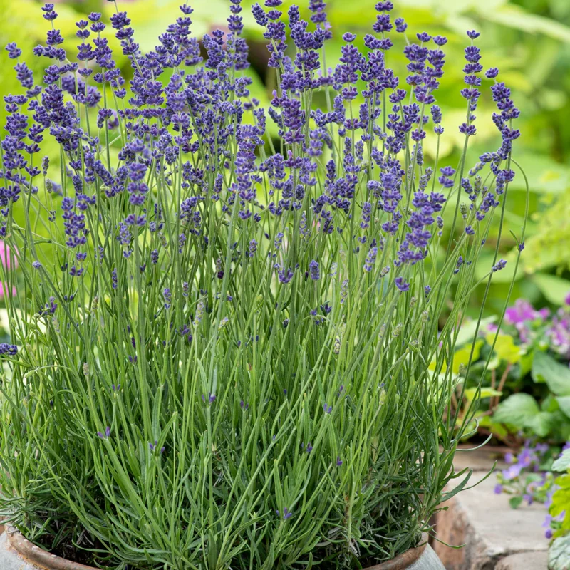 Munstead Lavender Plant 2-4'' Tall Potted Herb Garden