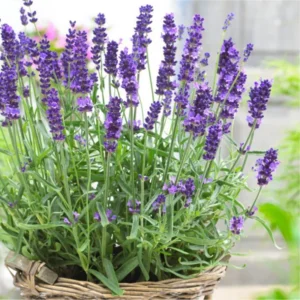 Munstead Lavender Plant 2-4'' Tall Potted Herb Garden