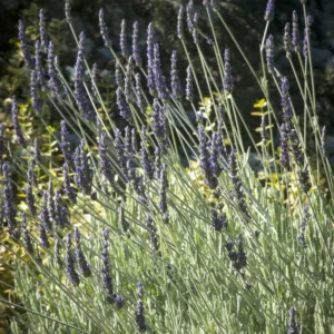 Goodwin Creek Lavender Plugs - 2 Live Plants - 2-4'' Tall - Fragrant Purple Flowers